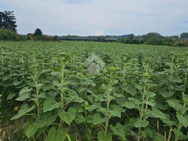Terreno in vendita a Strevi, Alessandria