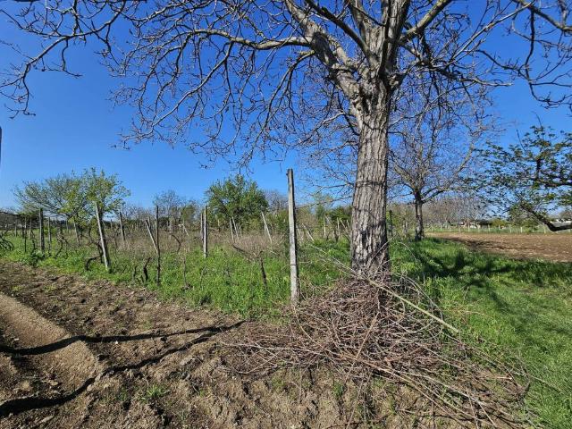 Terreno in vendita a Succivo, Campania