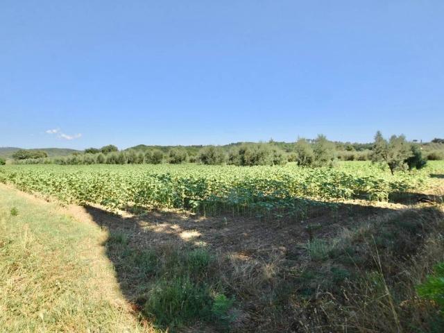 Terreno in vendita a Suvereto, Toscana