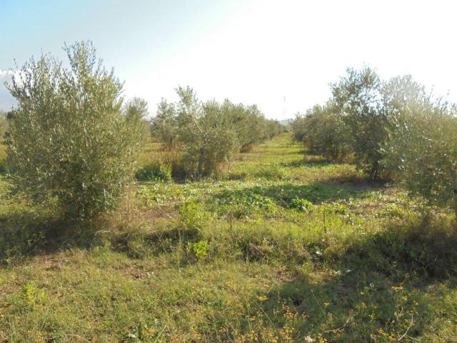 Terreno in vendita a Suvereto, Toscana