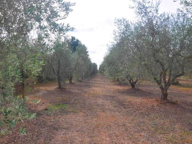 Terreno in vendita a Suvereto, Toscana