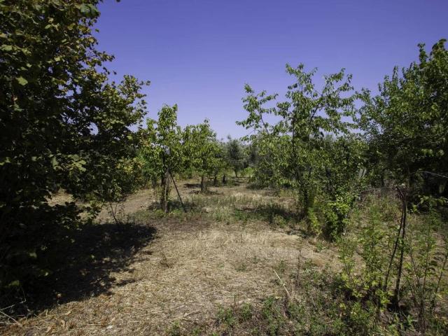 Terreno in vendita a Taurasi, Campania