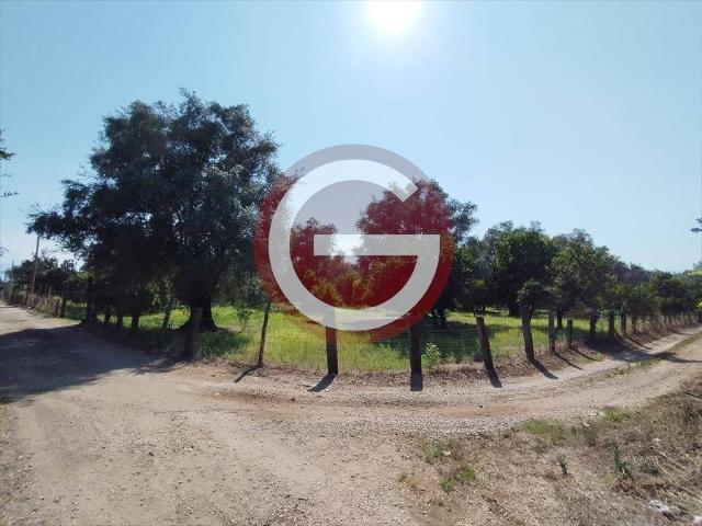 Terreno in vendita a Calabria, Reggio Calabria