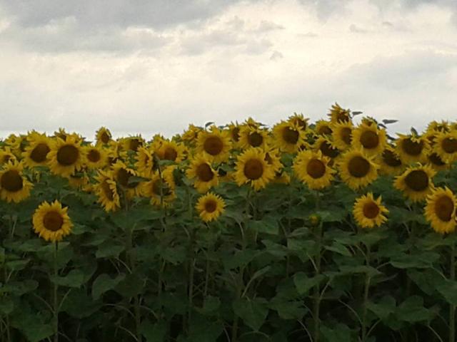 Terreno in vendita a Tavagnacco, Tavagnacco / Tavagnà