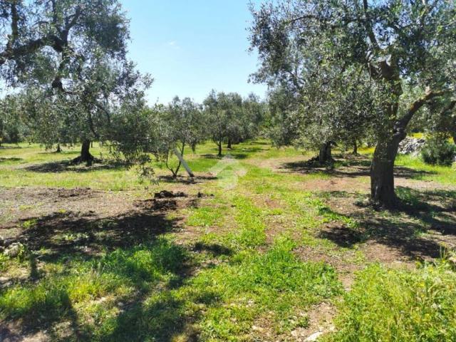 Terreno in vendita a Puglia, Bari