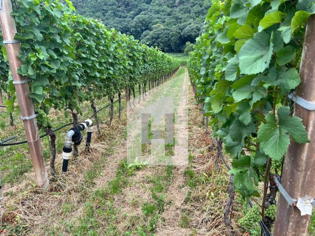 Terreno in vendita a Überetsch-Unterland - Oltradige-Bassa Atesina, Termeno - Tramin