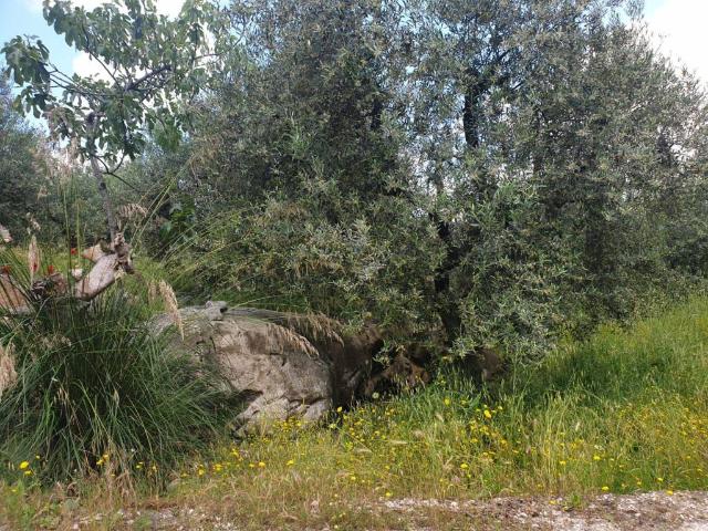 Terreno in vendita a Terracina, Lazio