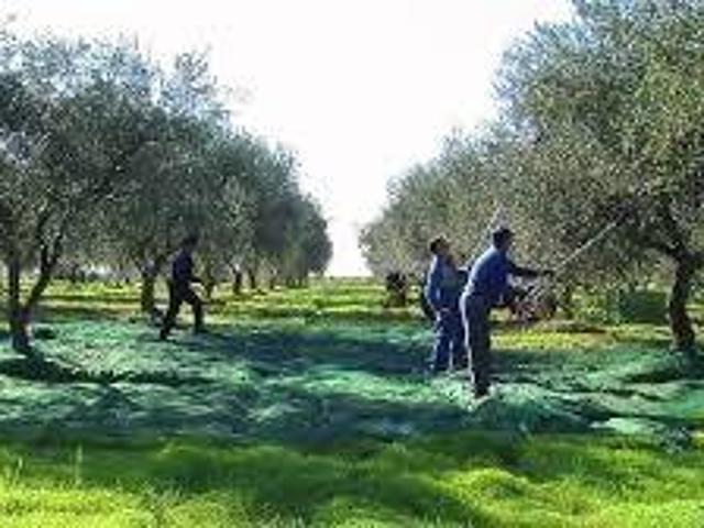 Terreno in vendita a Terracina, Lazio
