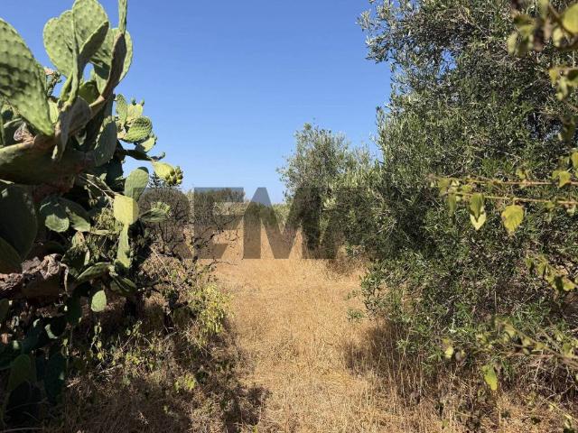 Terreno in vendita a Terrasini, Sicilia
