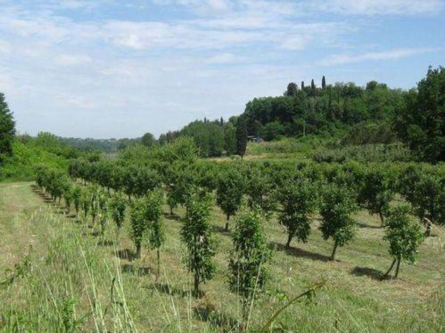 Terreno in vendita a Terricciola, Toscana