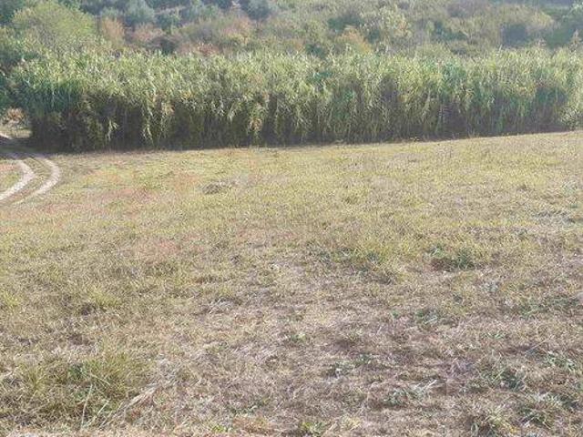 Terreno in vendita a Terricciola, Toscana