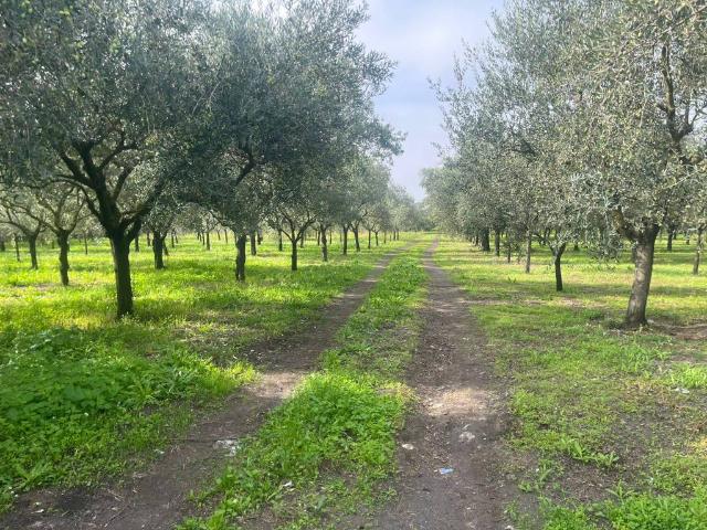 Terreno in vendita a Terzigno, Campania