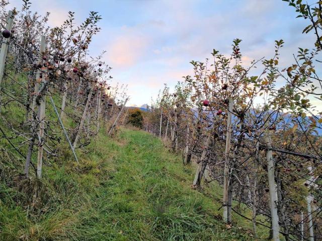 Terreno in vendita a Burggrafenamt - Burgraviato, Tesimo - Tisens