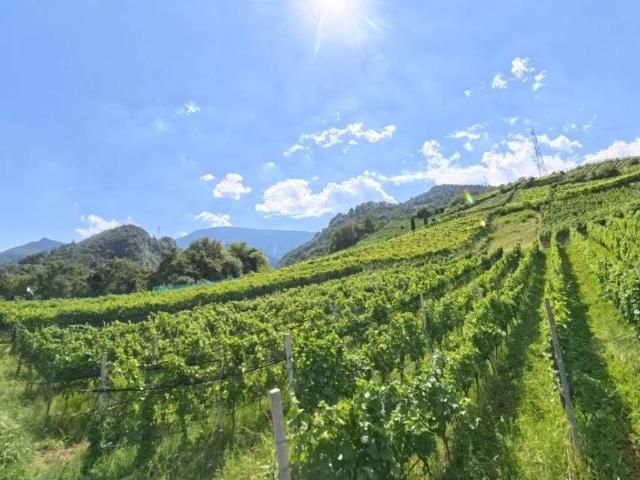 Terreno in vendita a Burggrafenamt - Burgraviato, Tesimo - Tisens