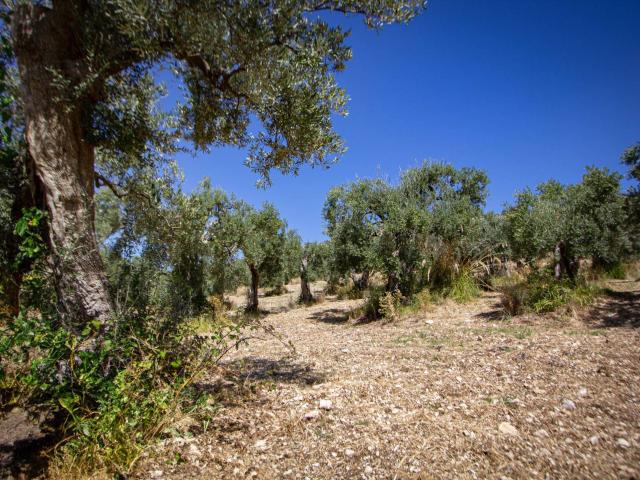 Terreno in vendita a Paterno, Roma Capitale