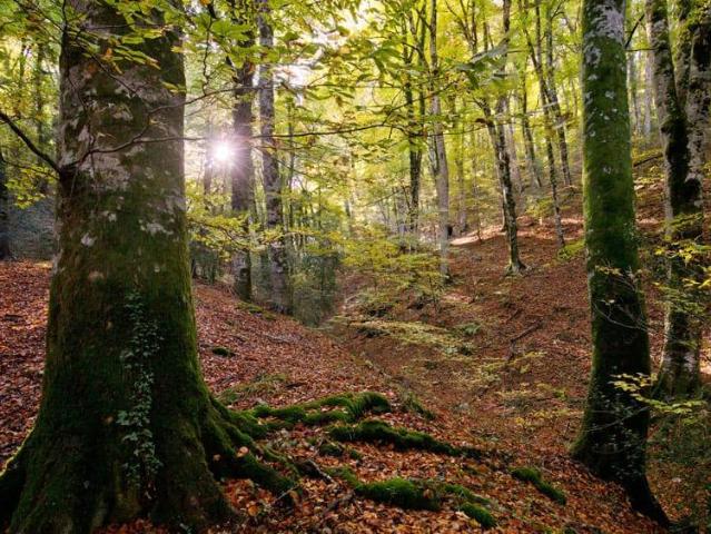 Terreno in vendita a Izzalini, Umbria