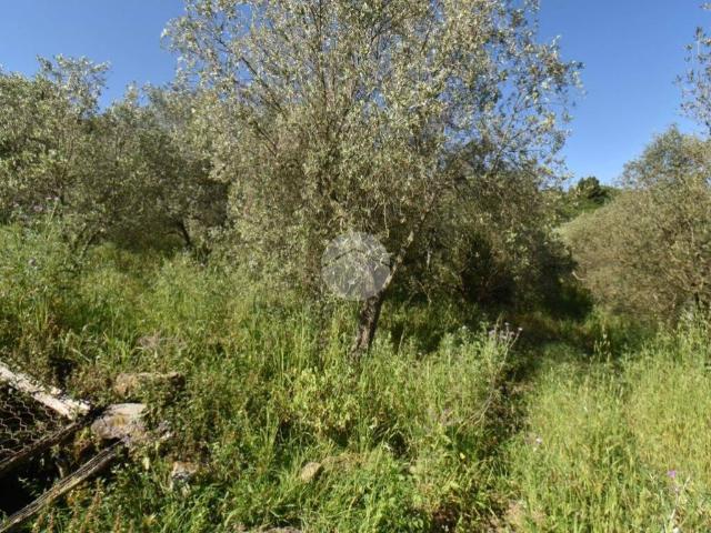 Terreno in vendita a Torchiara, Campania