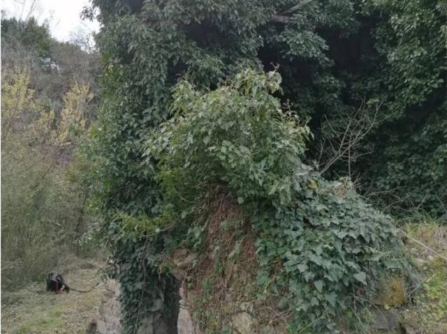 Terreno in vendita a Torchiara, Campania