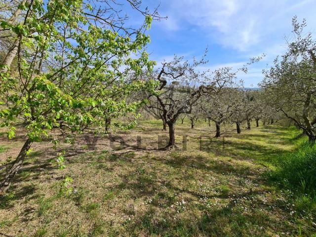 Terreno in vendita a Torgiano, Umbria