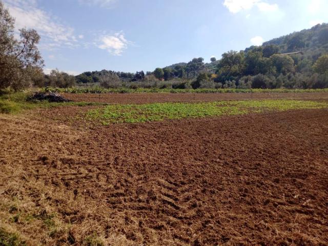 Terreno in vendita a Torgiano, Umbria