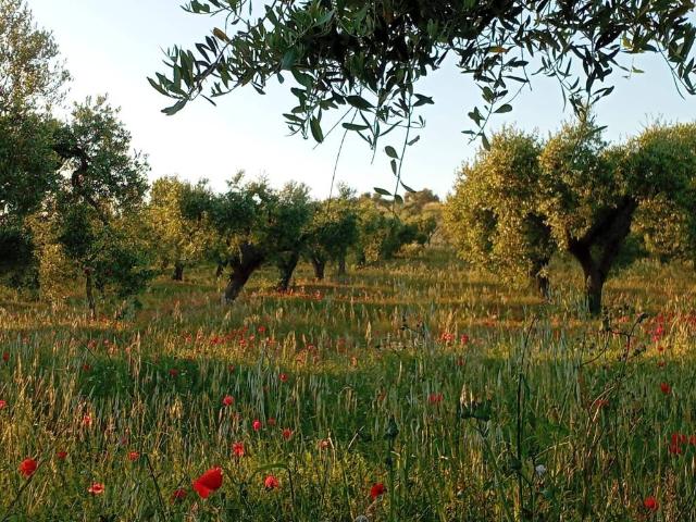 Terreno in vendita a Puglia, Foggia