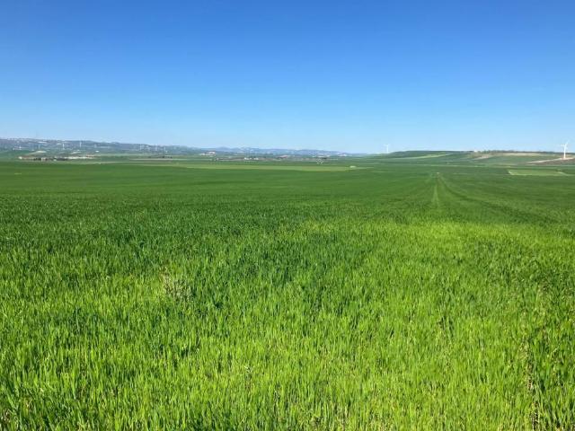 Terreno in vendita a Puglia, Foggia