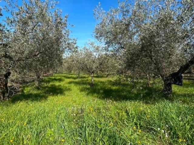 Terreno in vendita a Puglia, Foggia