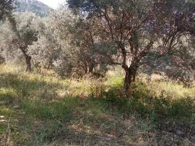 Terreno in vendita a Cuffari, Torrenova