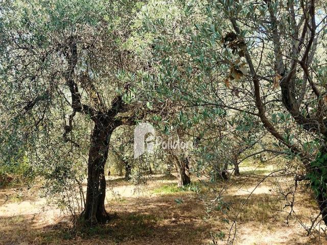 Terreno in vendita a Cantalupo in Sabina, Rieti