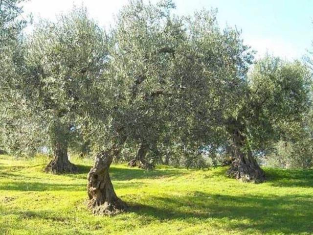 Terreno in vendita a Torrita di Siena, Siena
