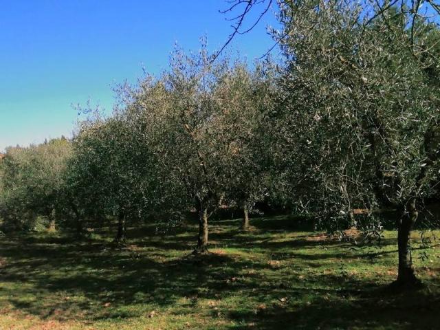 Terreno in vendita a Torrita, Toscana