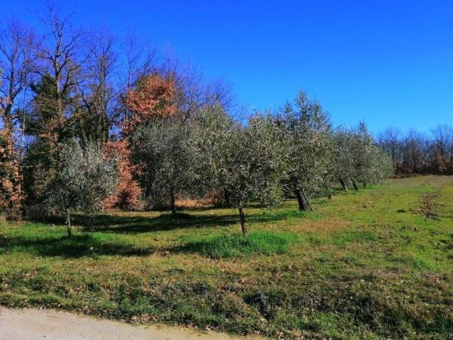 Terreno in vendita a Torrita, Toscana