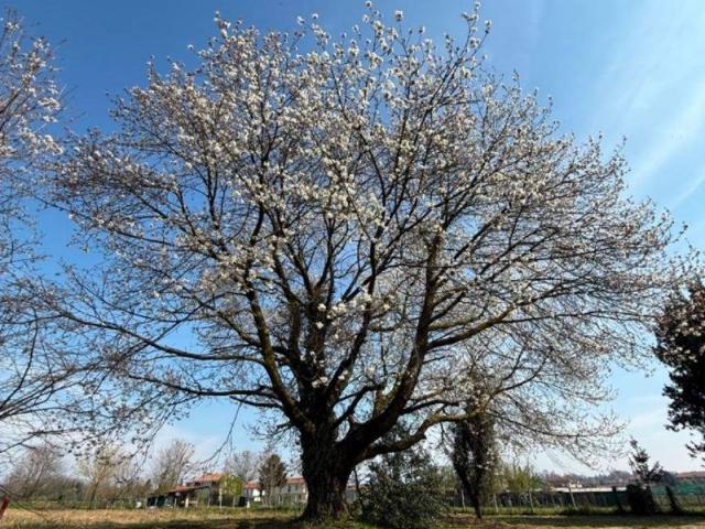 Terreno in vendita a Tradate, Lombardia
