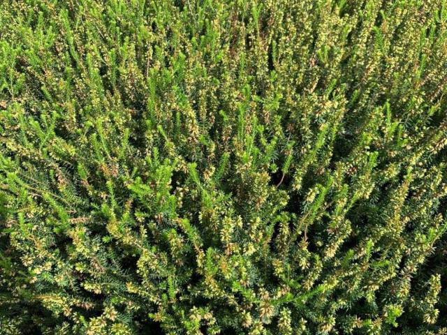 Terreno in vendita a Abbiate Guazzone, Tradate