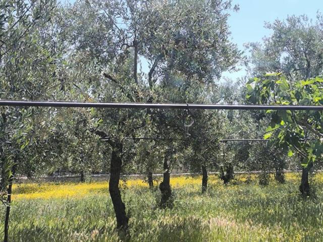 Terreno in vendita a Puglia, Barletta-andria-trani