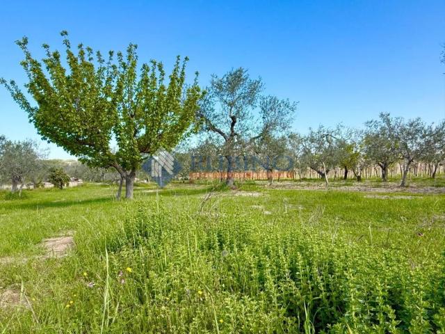 Terreno in vendita a Puglia, Barletta-andria-trani