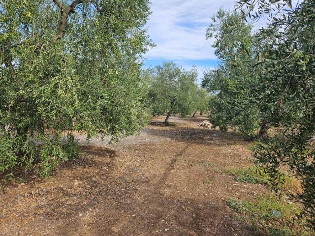 Terreno in vendita a Puglia, Barletta-andria-trani