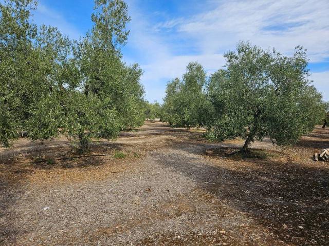 Terreno in vendita a Puglia, Barletta-andria-trani