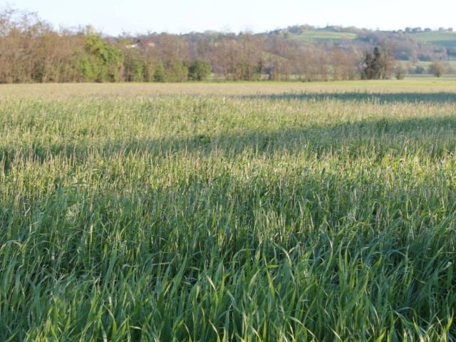 Terreno in vendita a Traversetolo, Reggio Emilia