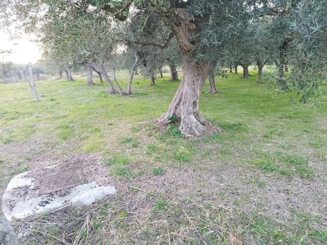 Terreno in vendita a Treglio, Abruzzo