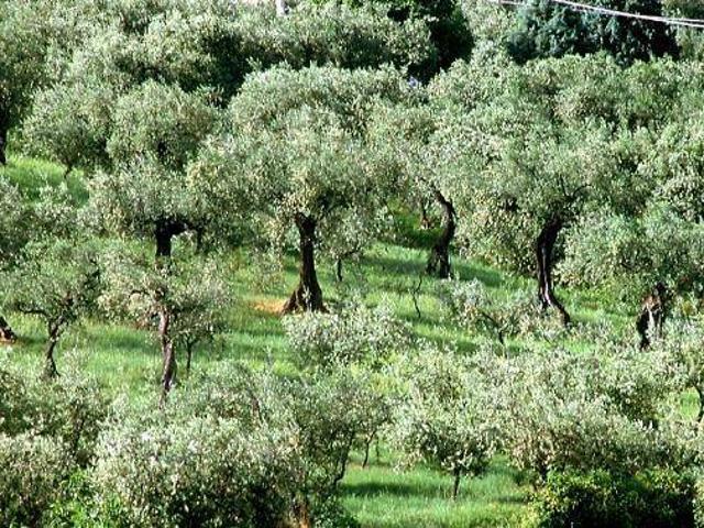 Terreno in vendita a Tregnago, Veneto
