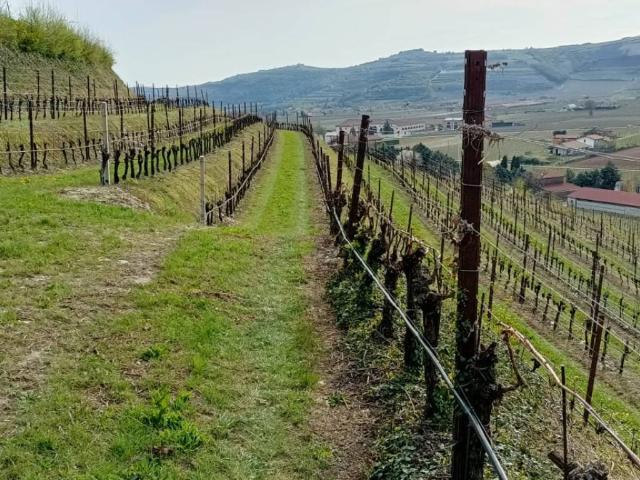 Terreno in vendita a Tregnago, Veneto