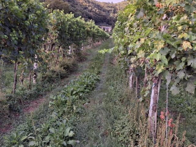 Terreno in vendita a Tregnago, Veneto