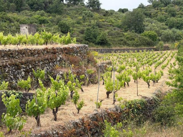 Terreno in vendita a Tremestieri Etneo, Sicilia