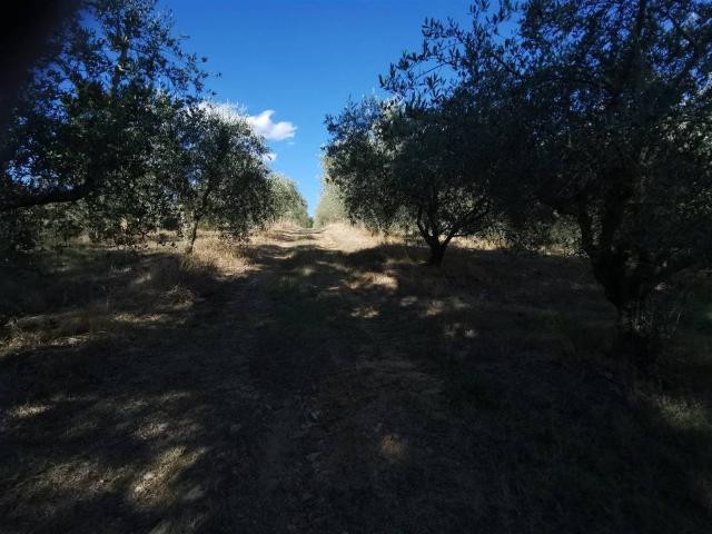 Terreno in vendita a Trequanda, Toscana