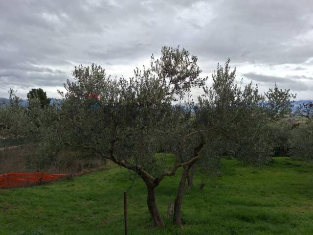 Terreno in vendita a Trevi, Umbria