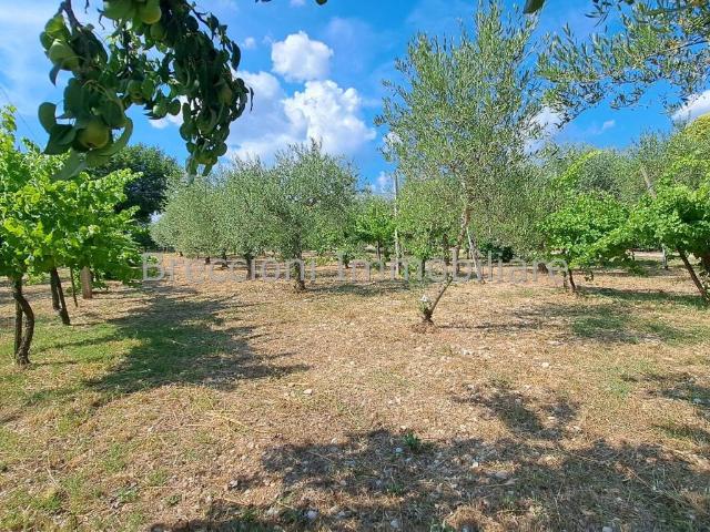 Terreno in vendita a Trevi, Umbria