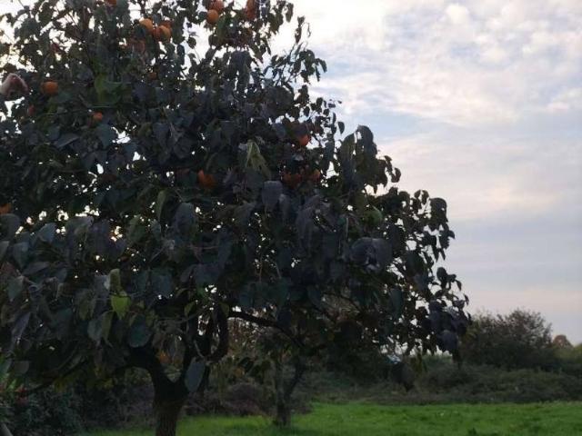 Terreno in vendita a Trezzo sull'Adda