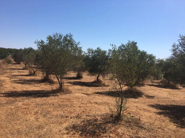 Terreno in vendita a Puglia, Lecce