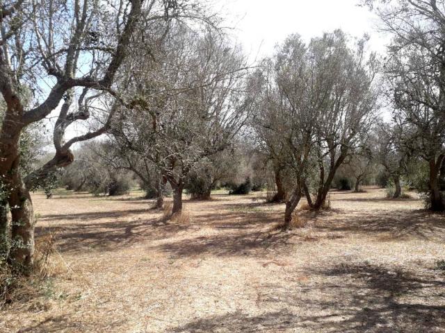Terreno in vendita a Puglia, Lecce